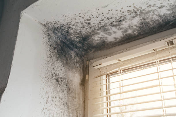 Affordable Attic Mold Remediation solutions in Forest Park, IL